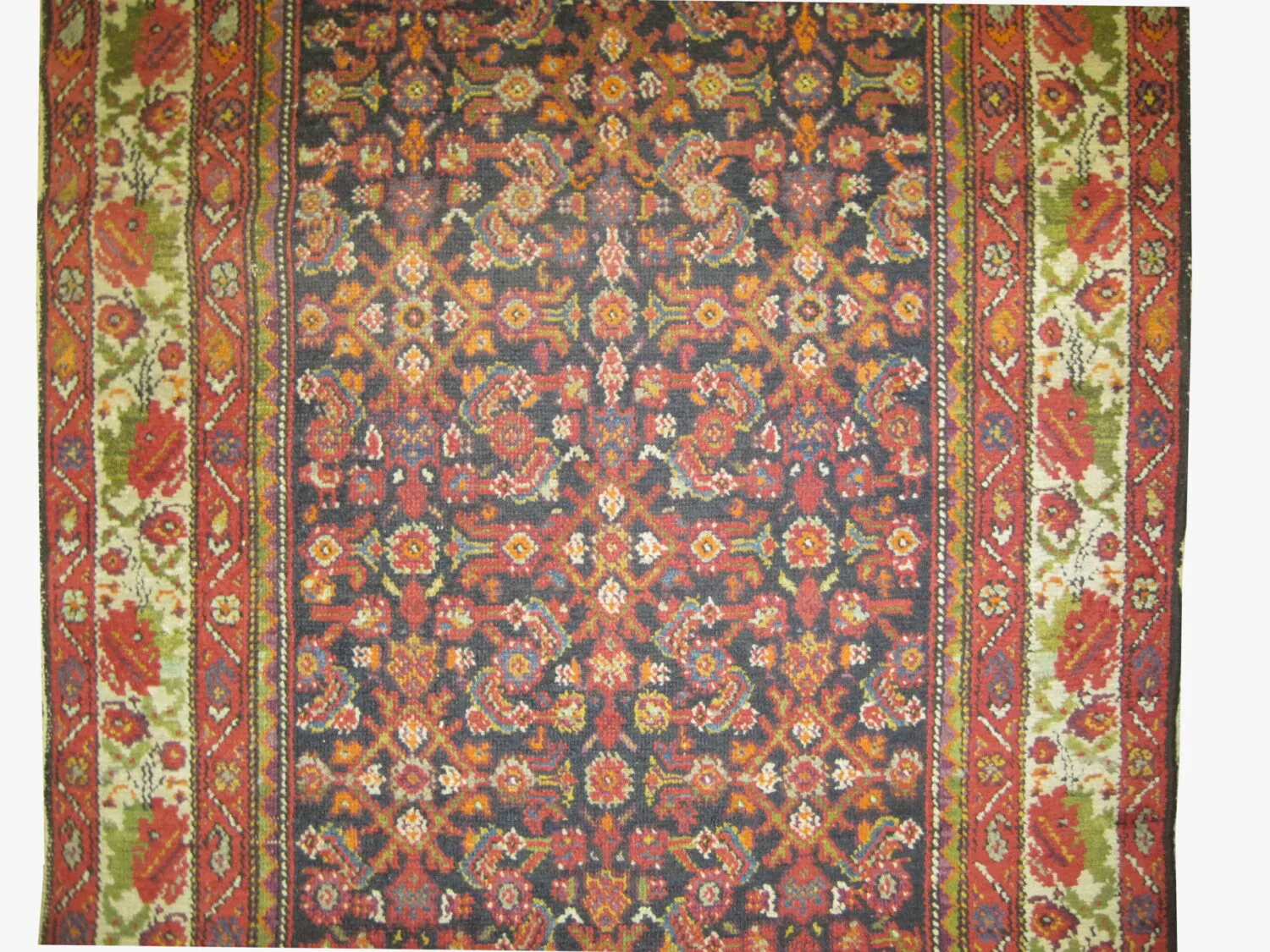 Malaier Persian - Image 2