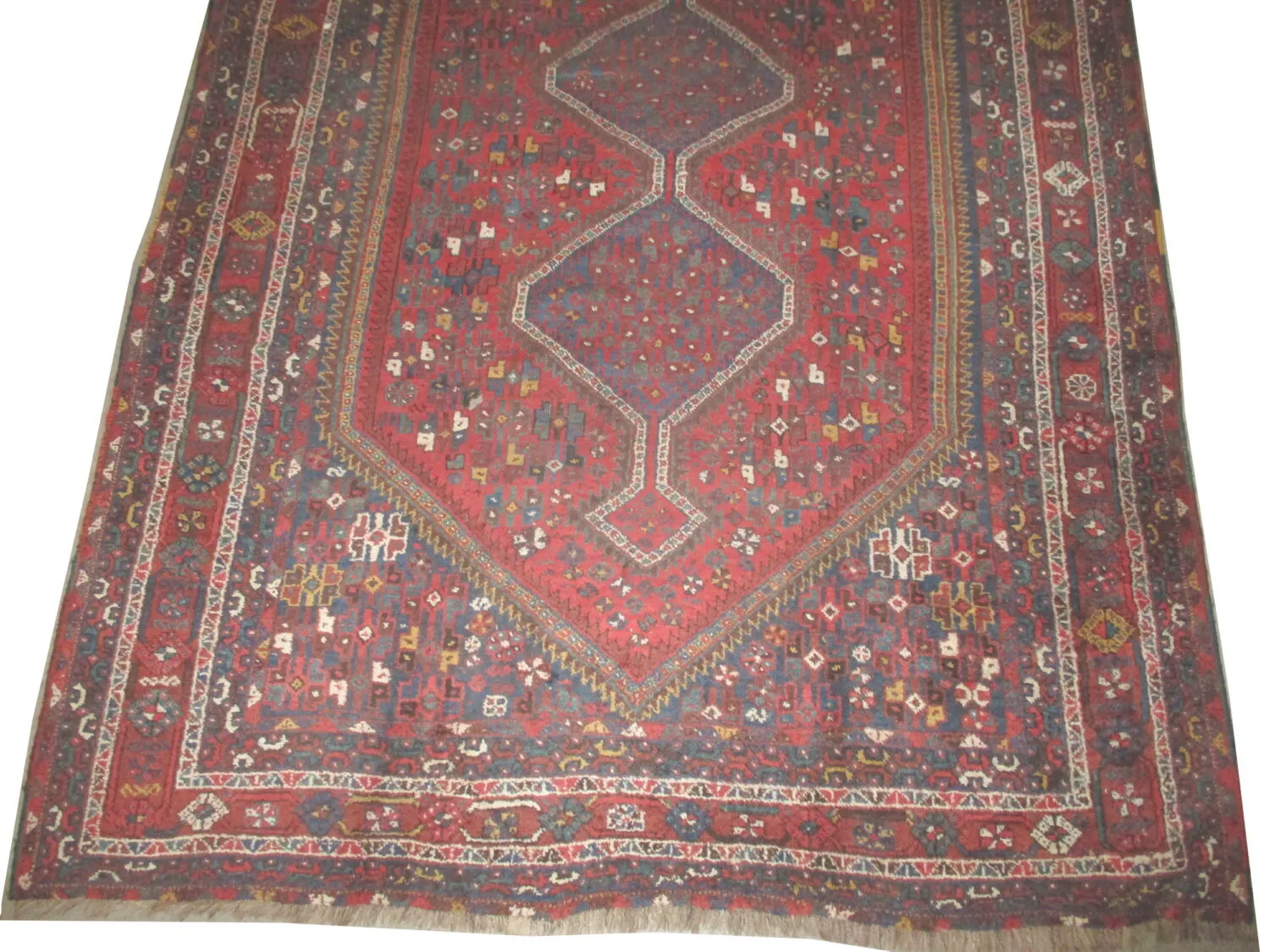 Shiraz Persian - Image 3