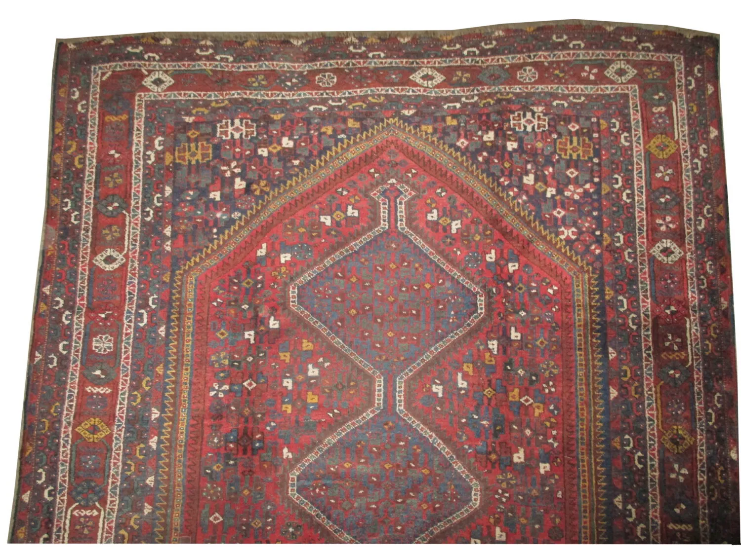 Shiraz Persian - Image 2