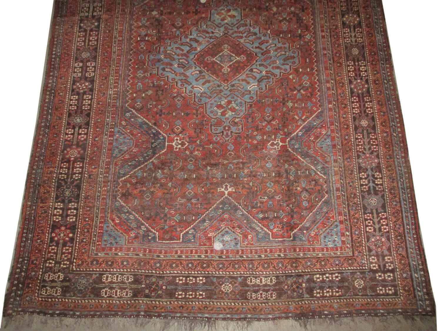 Shiraz Persian - Image 4
