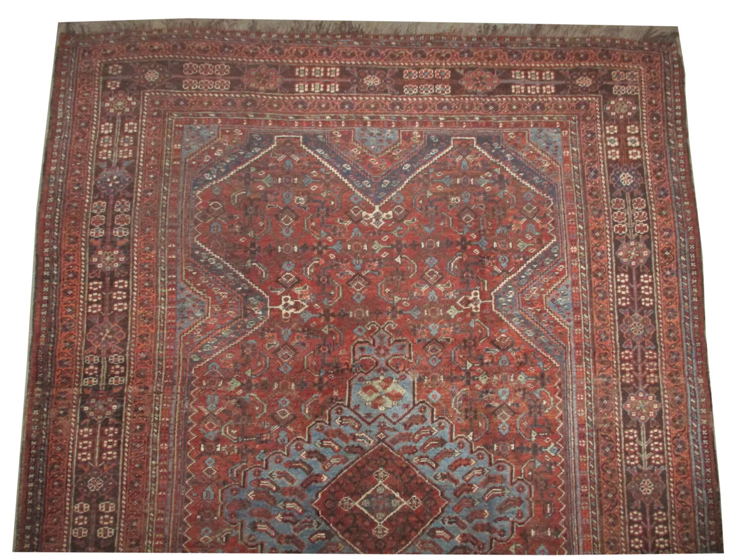 Shiraz Persian - Image 3