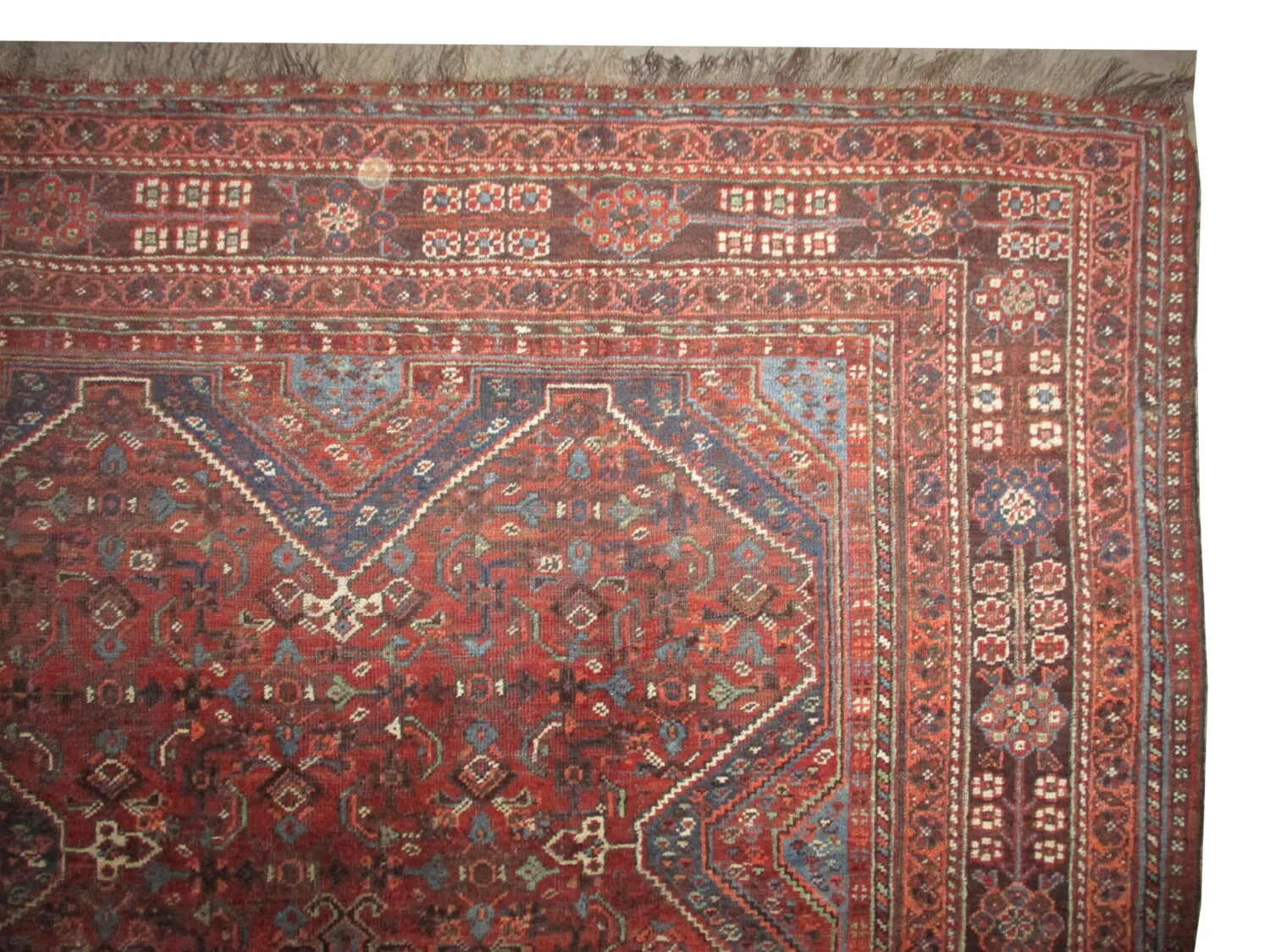 Shiraz Persian - Image 2