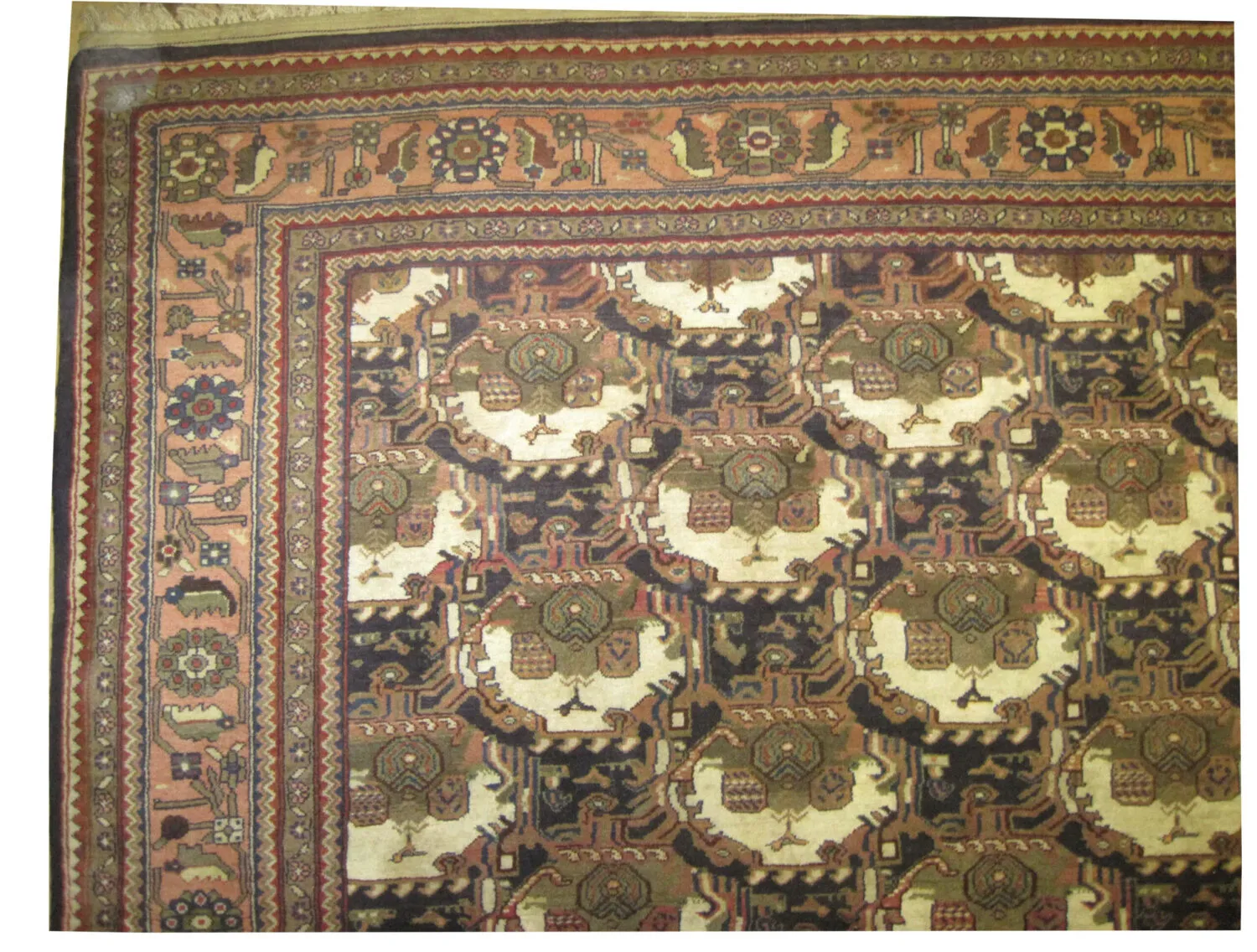 Malaier Persian - Image 2
