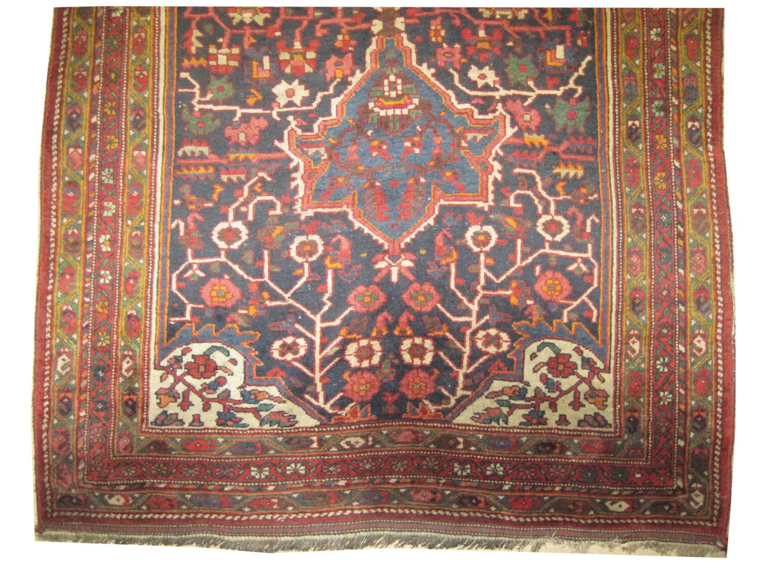 Louri Persian - Image 2