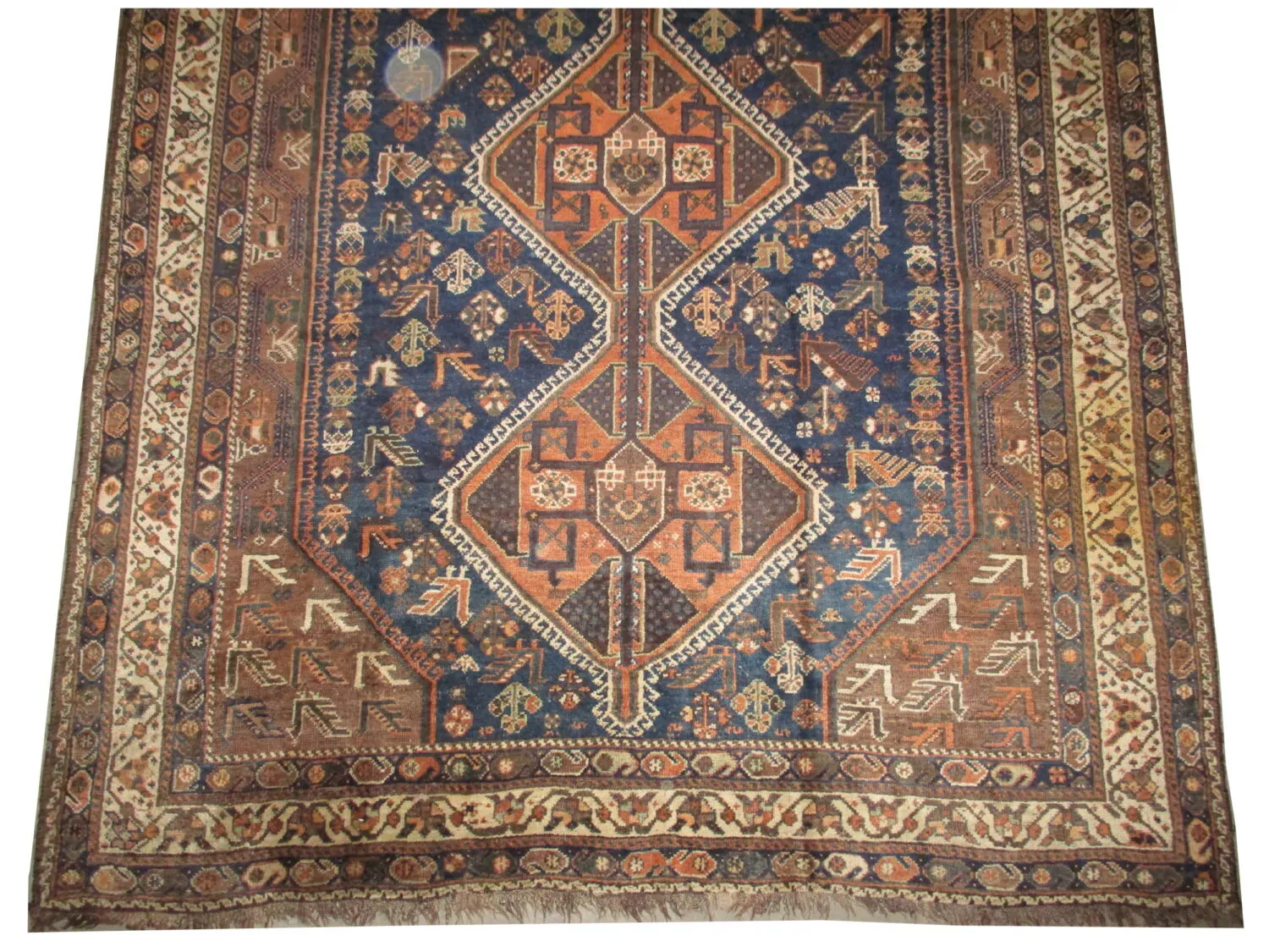 Shiraz Persian - Image 3