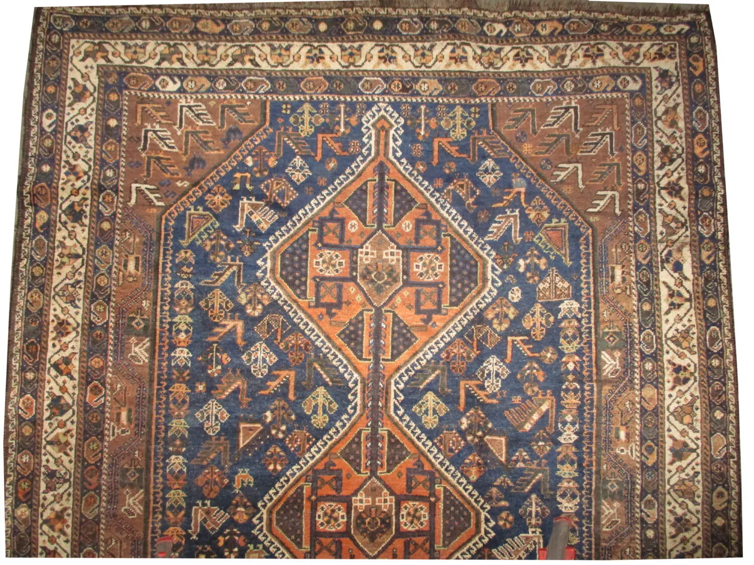 Shiraz Persian - Image 2