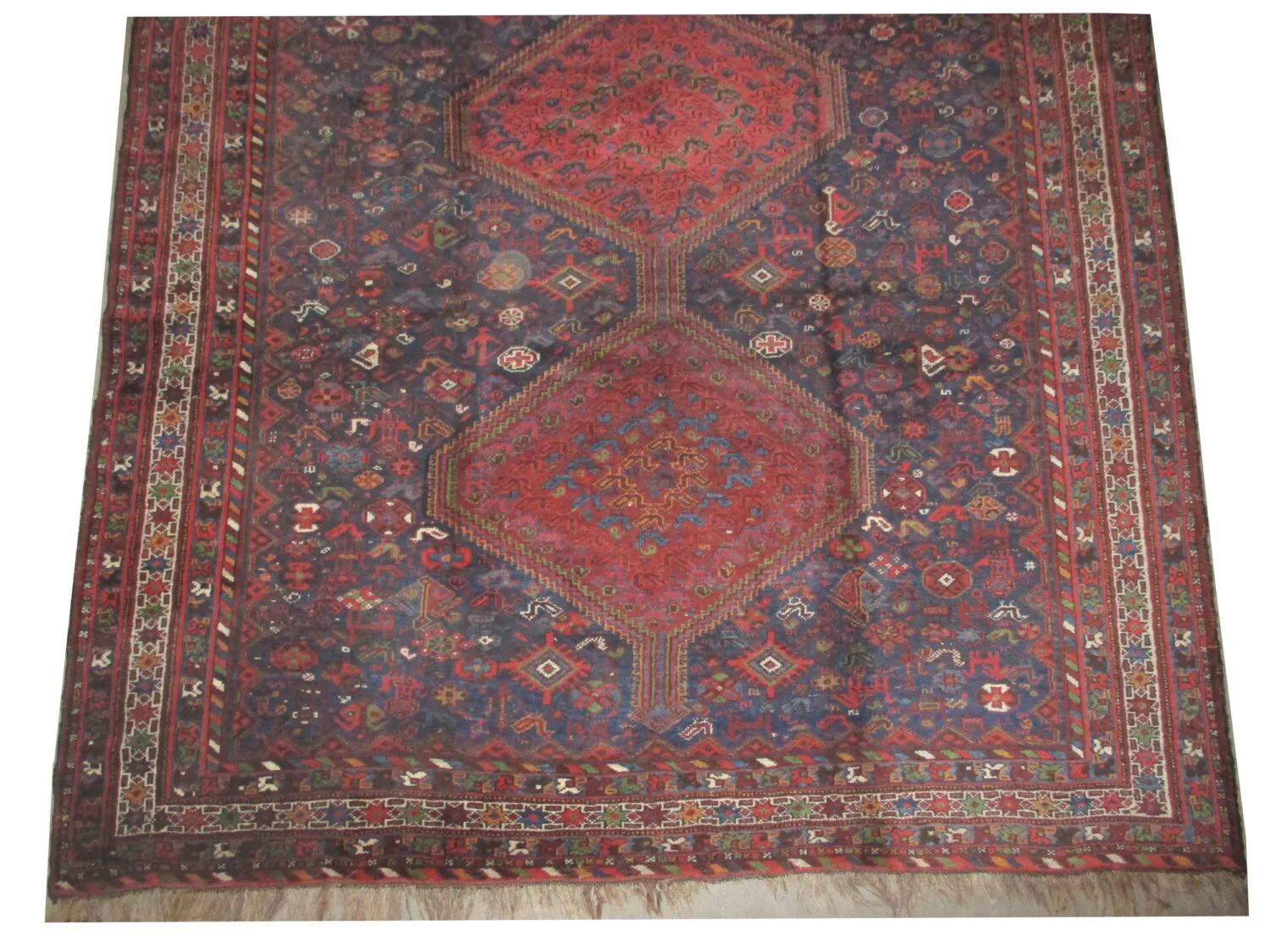 Shiraz Persian - Image 3
