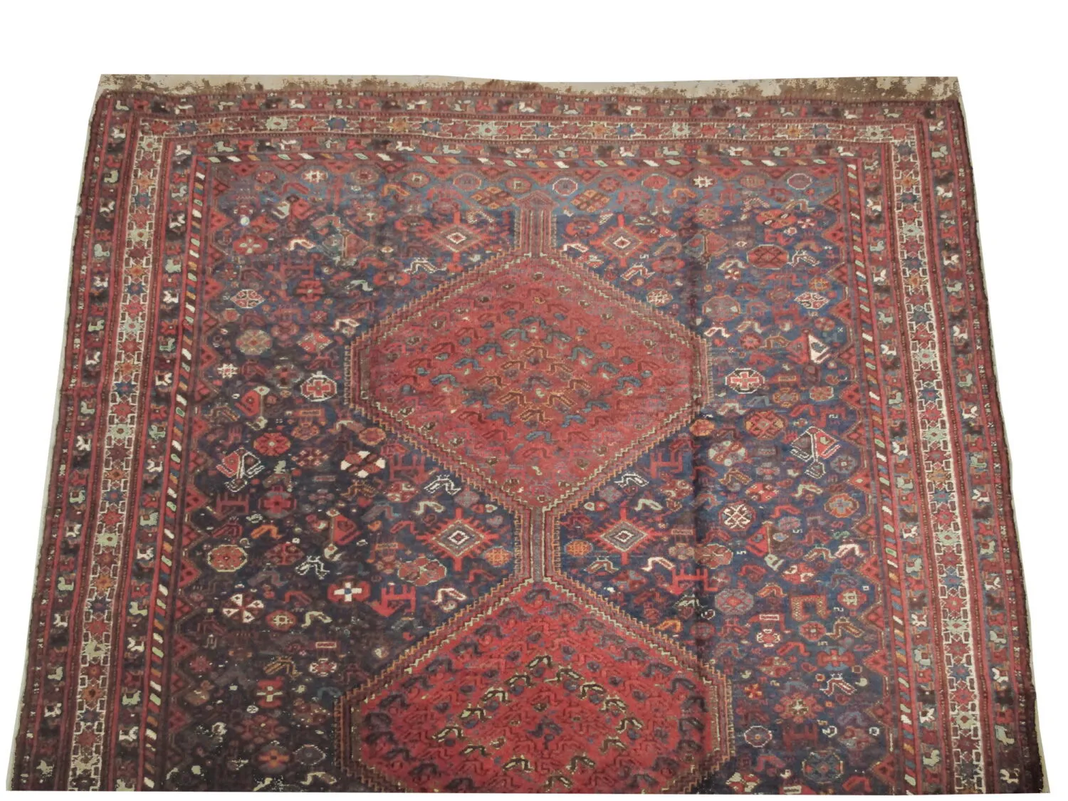 Shiraz Persian - Image 2