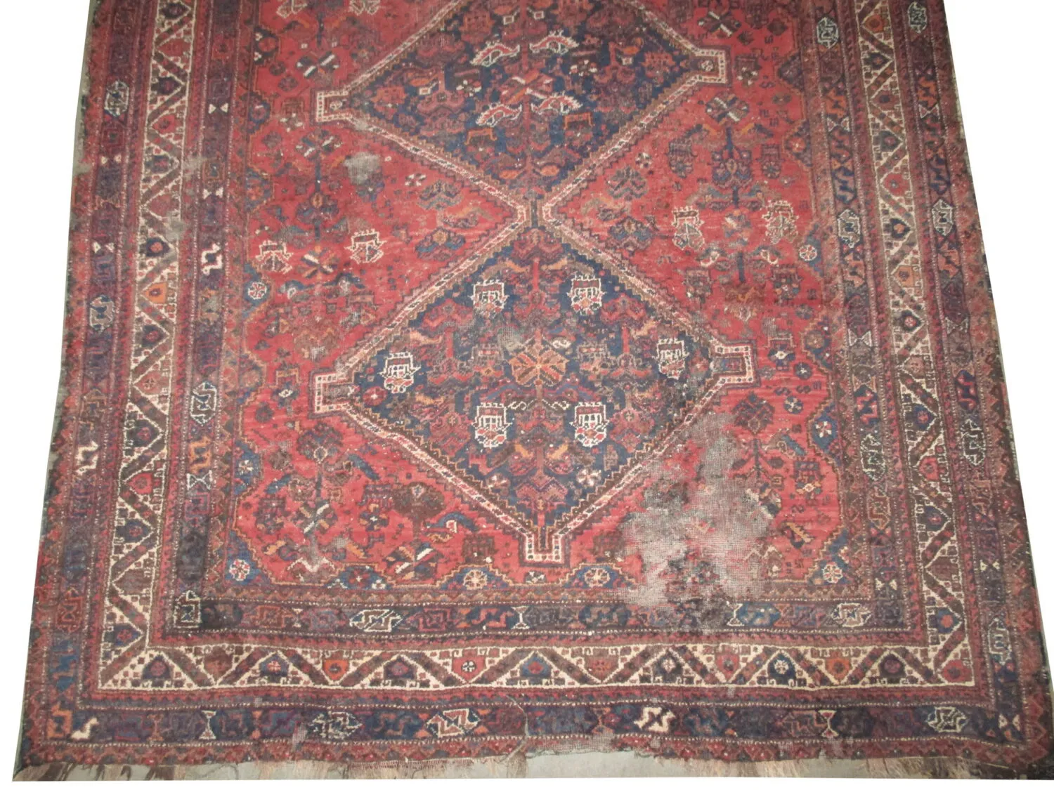 Shiraz Persian - Image 3