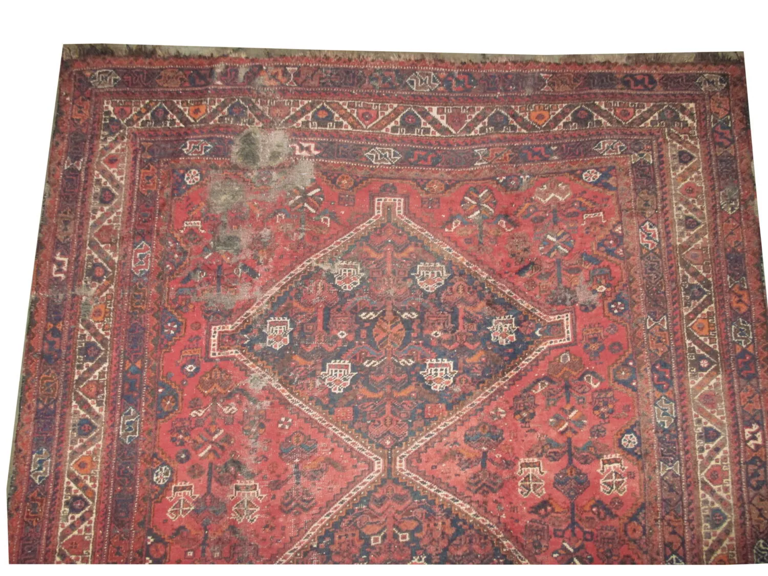 Shiraz Persian - Image 2