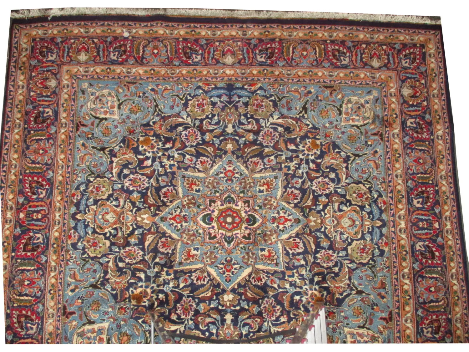 Khorasan Persian - Image 4