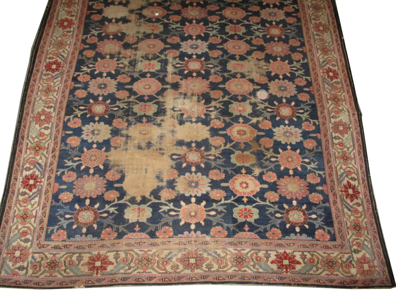 Malaier Persian - Image 3