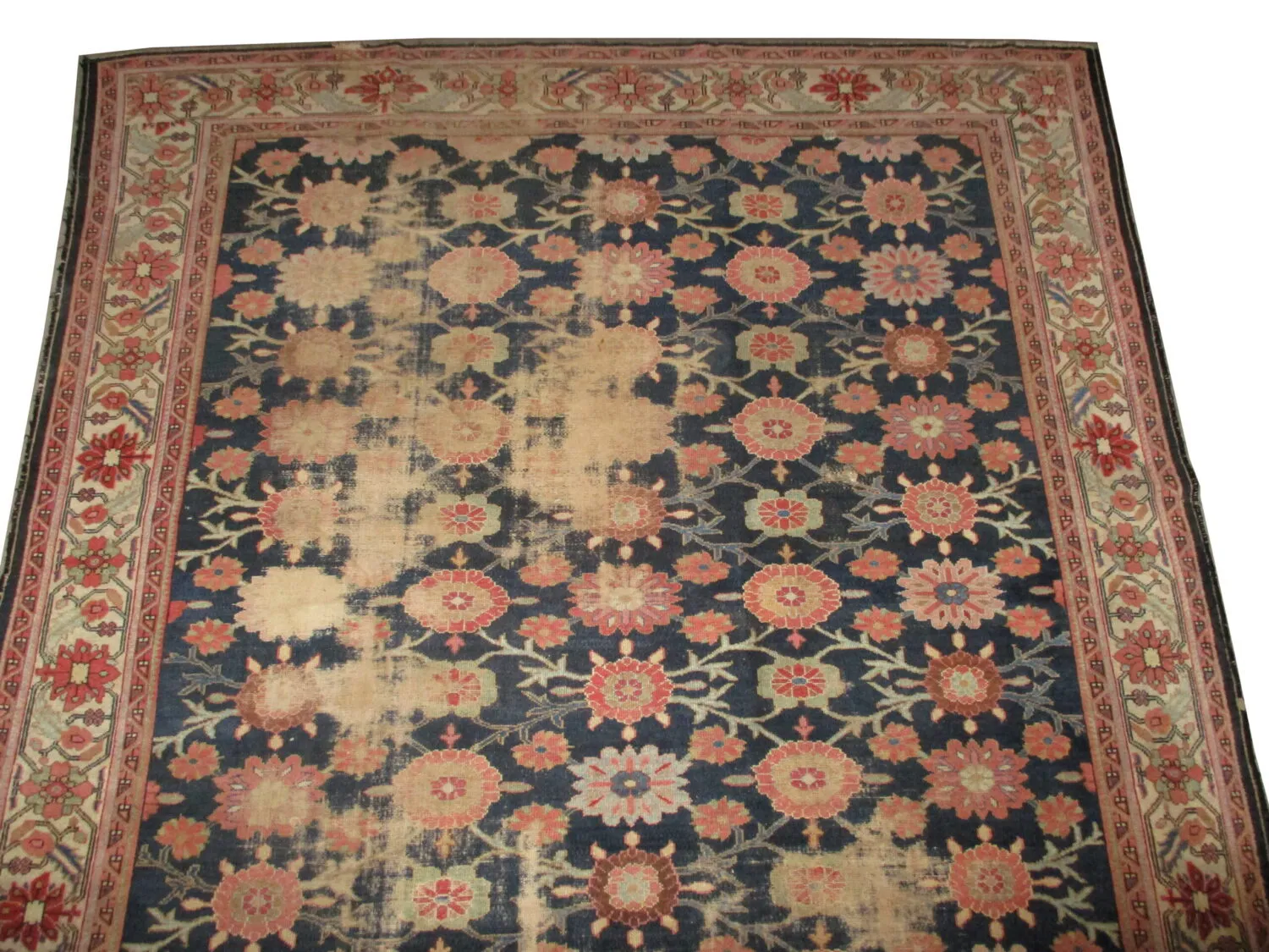 Malaier Persian - Image 2