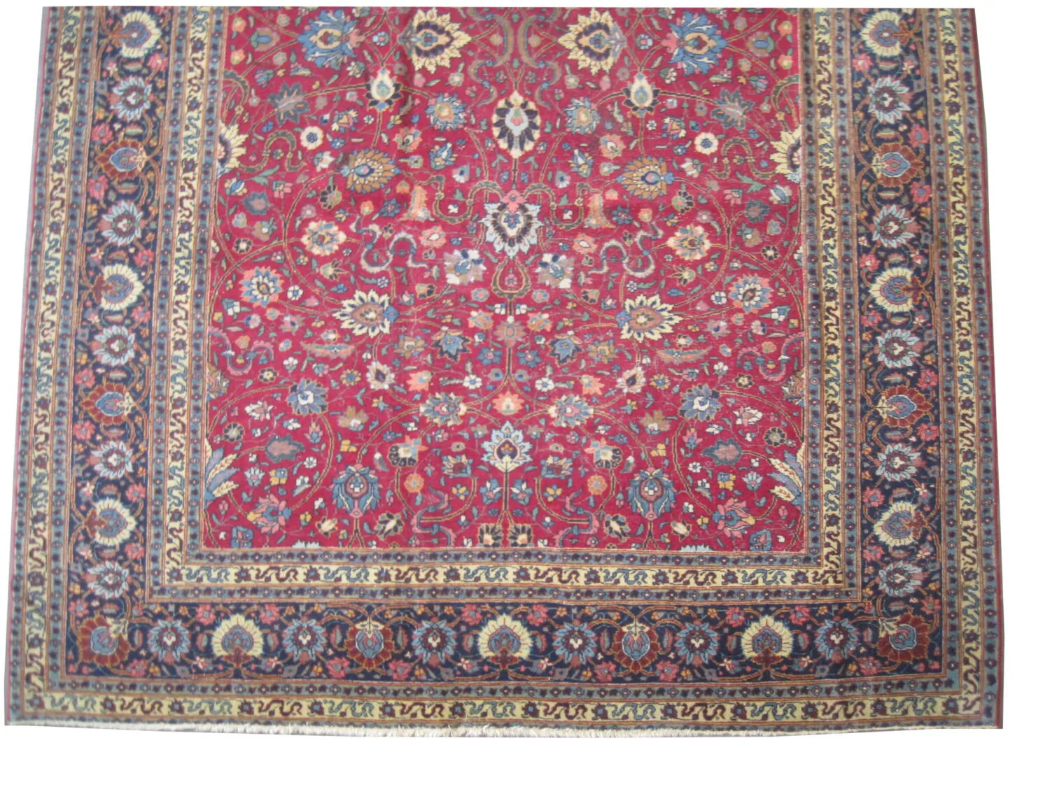 Tabriz Persian - Image 4