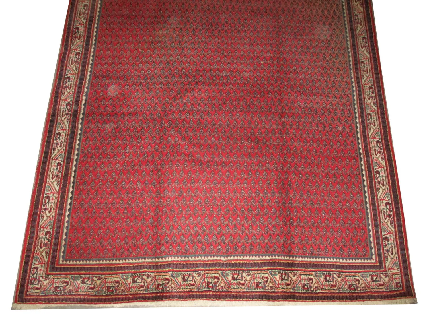 Meshgin Persian - Image 3