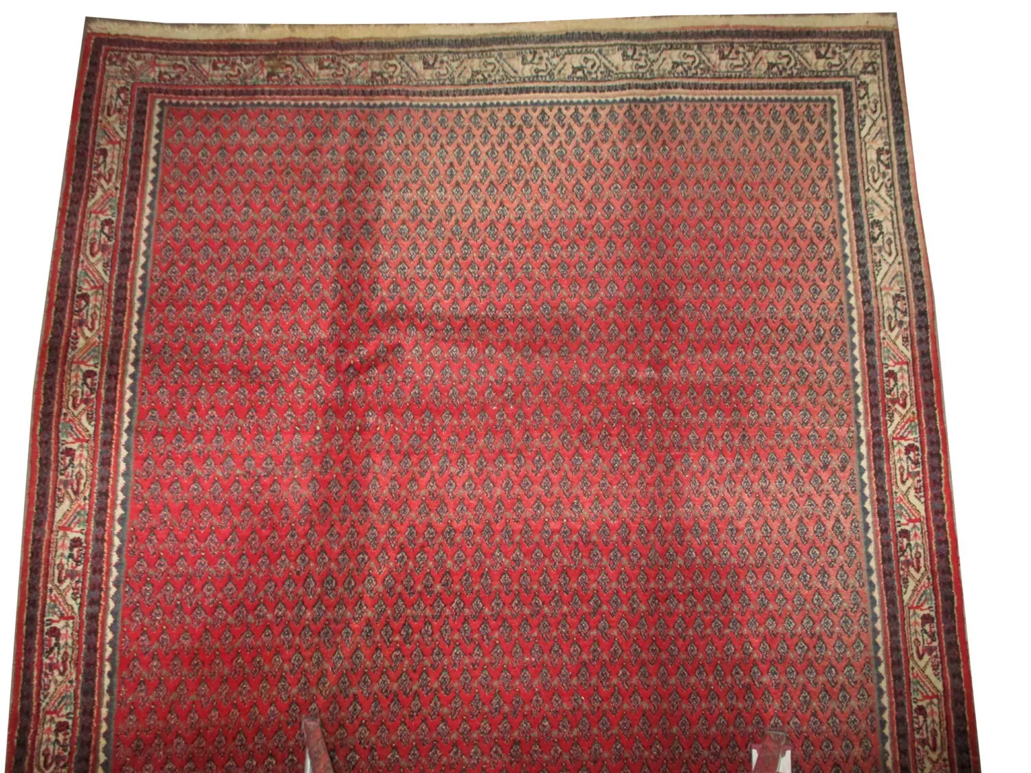 Meshgin Persian - Image 2