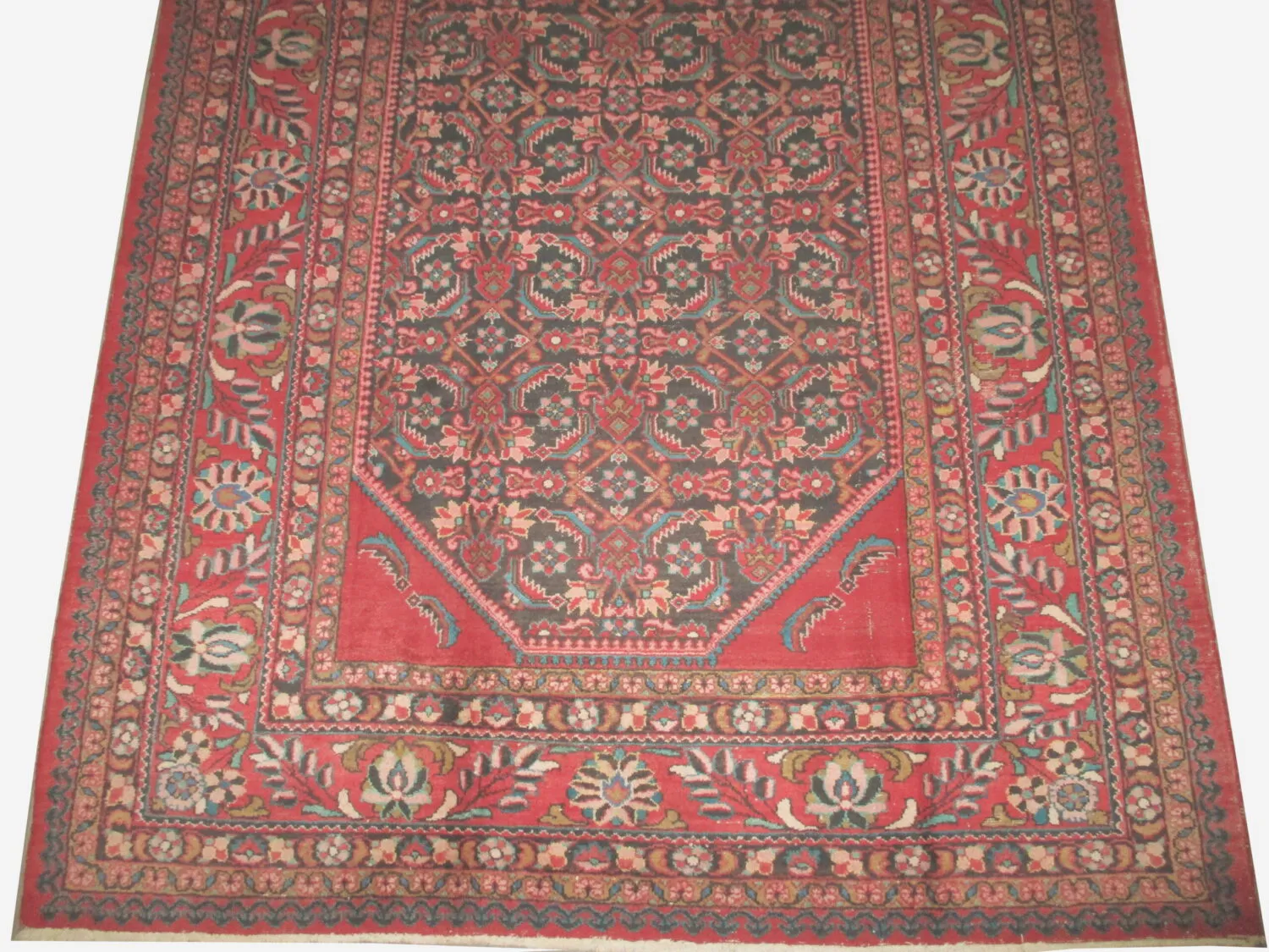 Lilihan Persian - Image 4