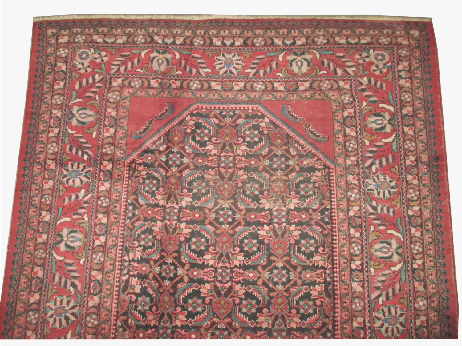 Lilihan Persian - Image 3