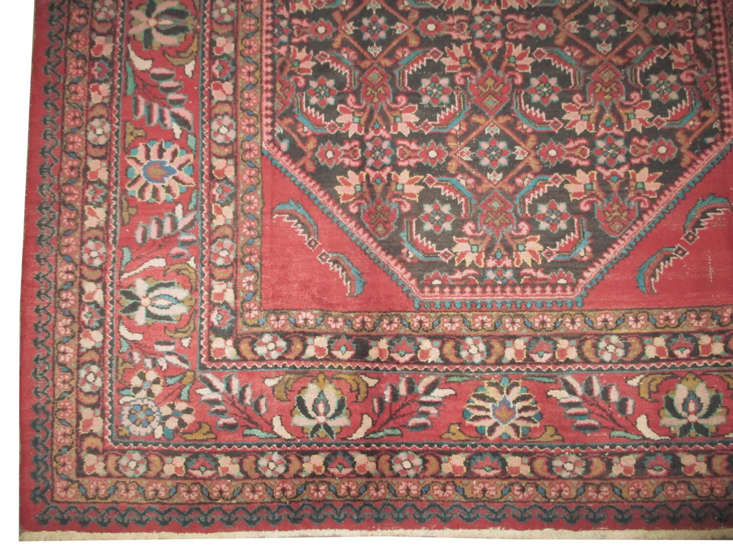 Lilihan Persian - Image 2