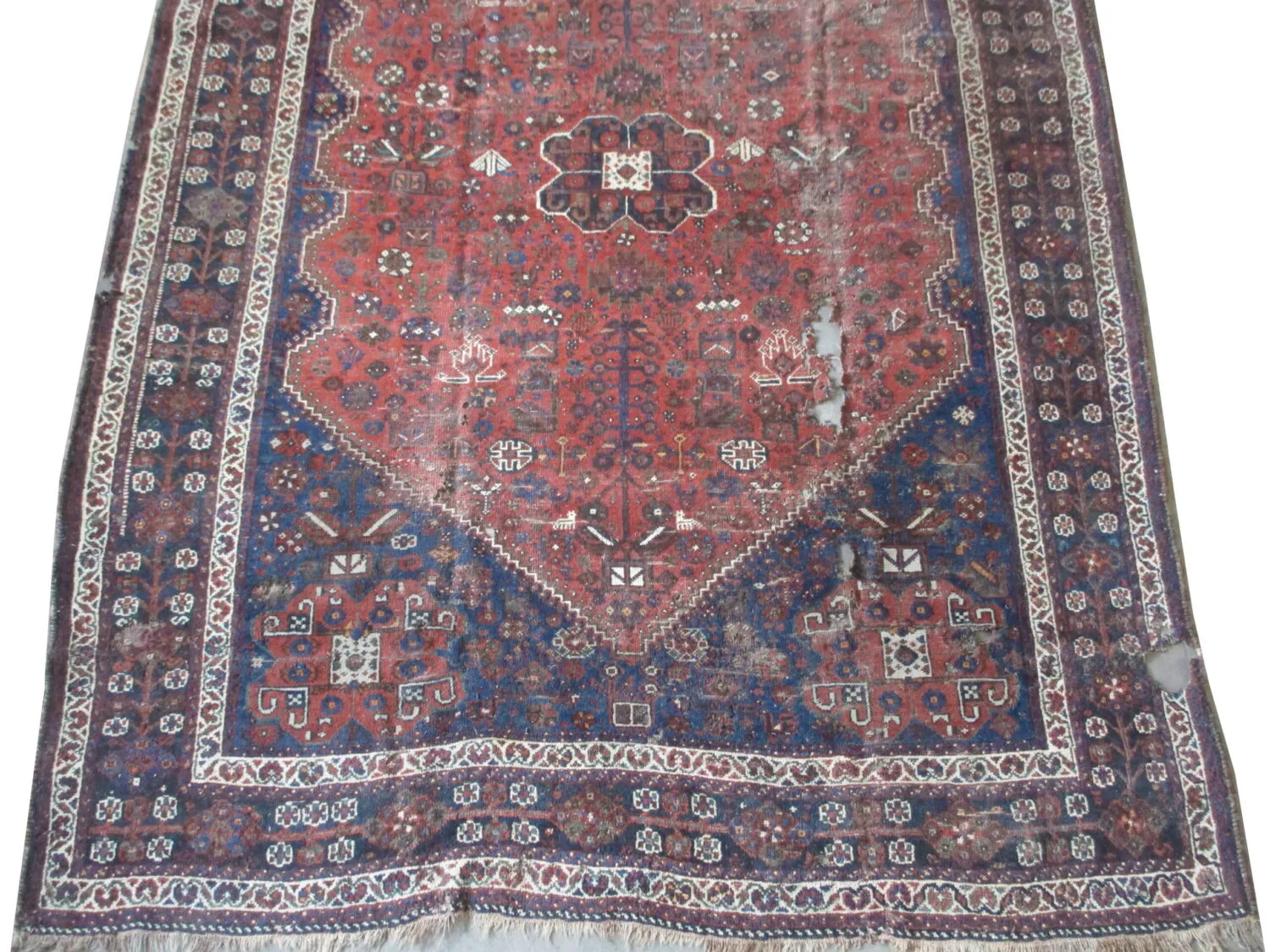 Shiraz Persian - Image 3