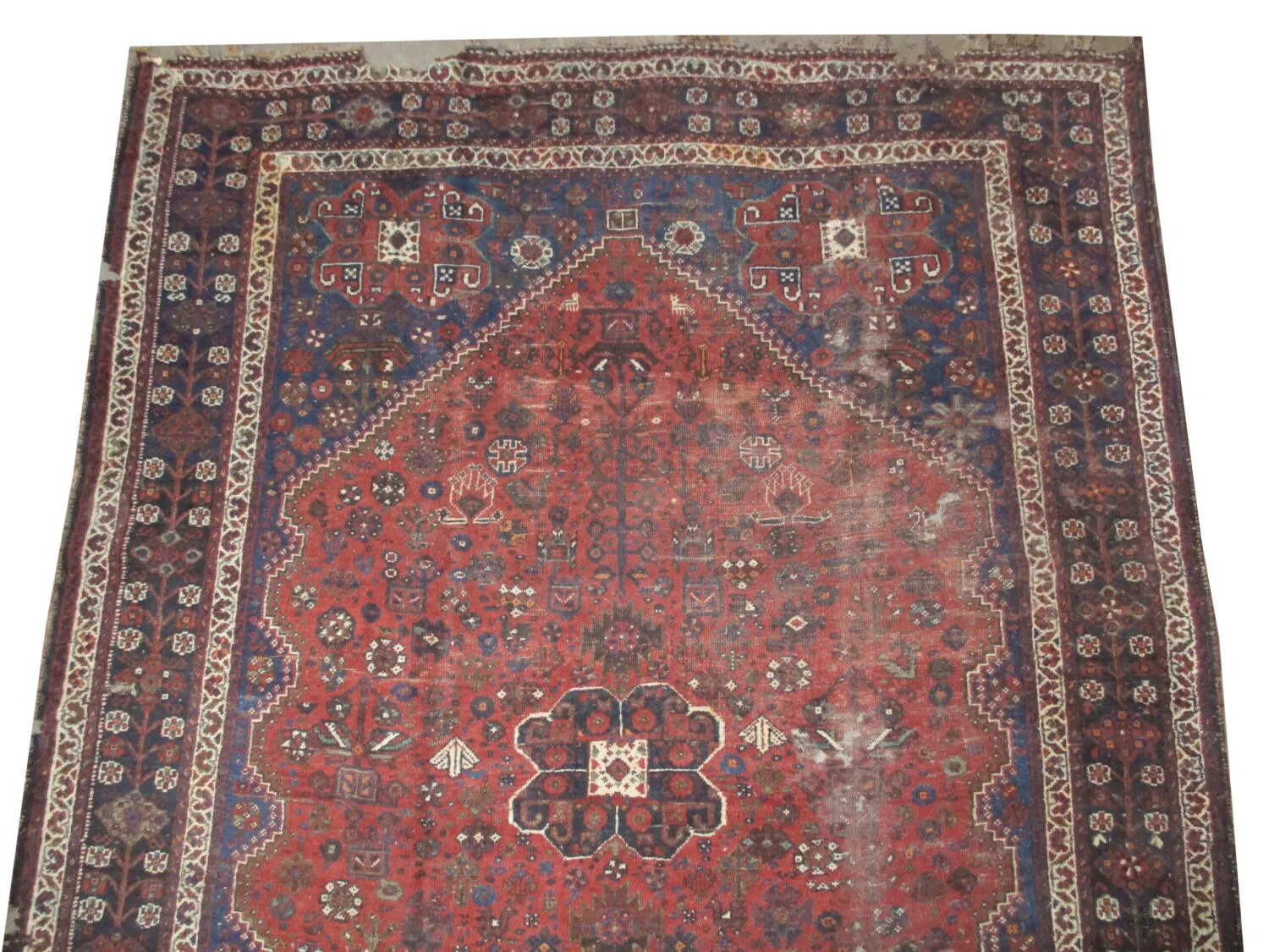 Shiraz Persian - Image 2
