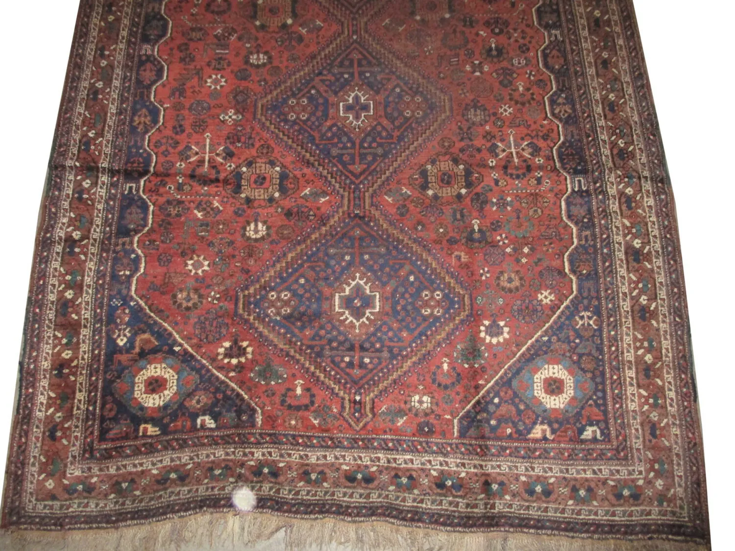 Shiraz Persian - Image 3