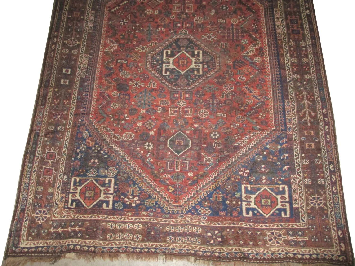 Shiraz Persian - Image 4