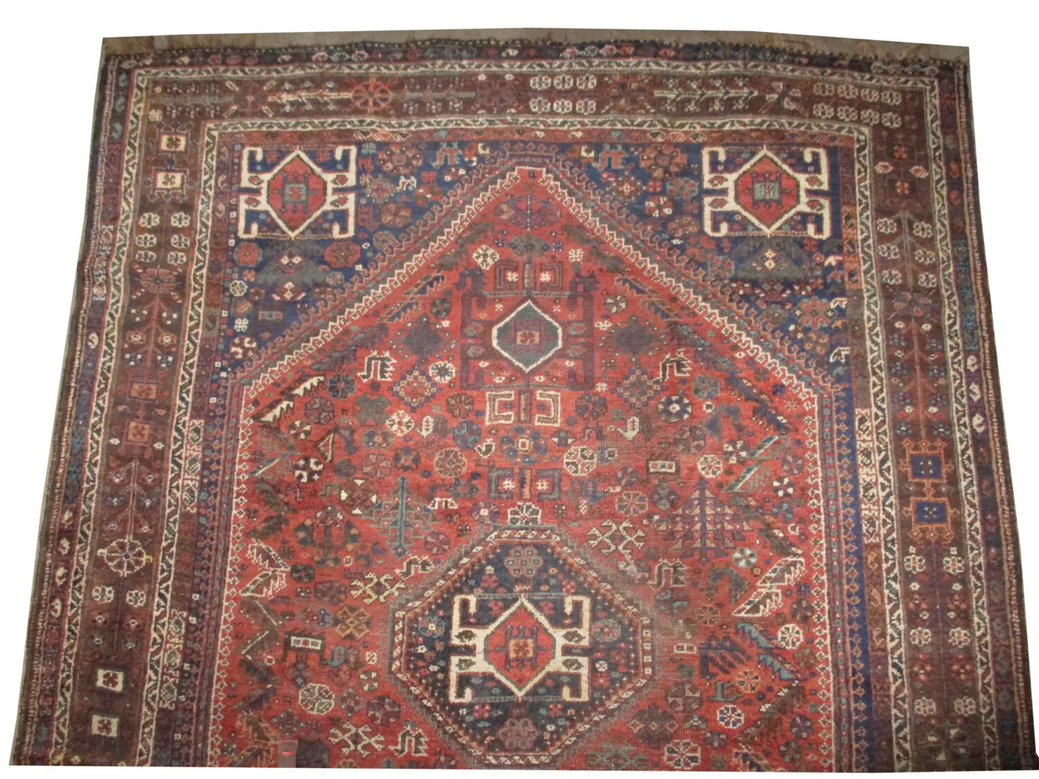 Shiraz Persian - Image 3