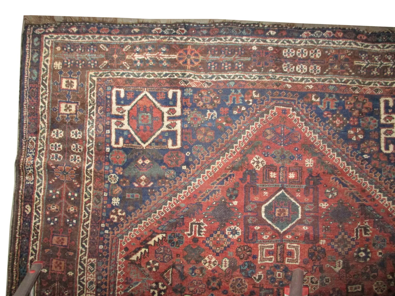 Shiraz Persian - Image 2
