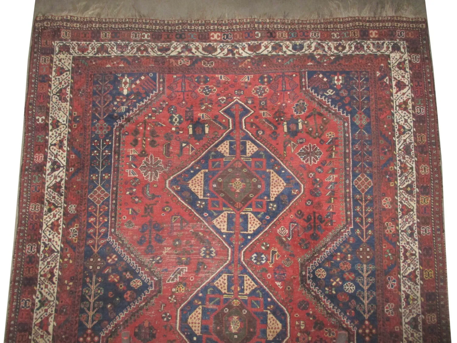 Shiraz Persian - Image 2