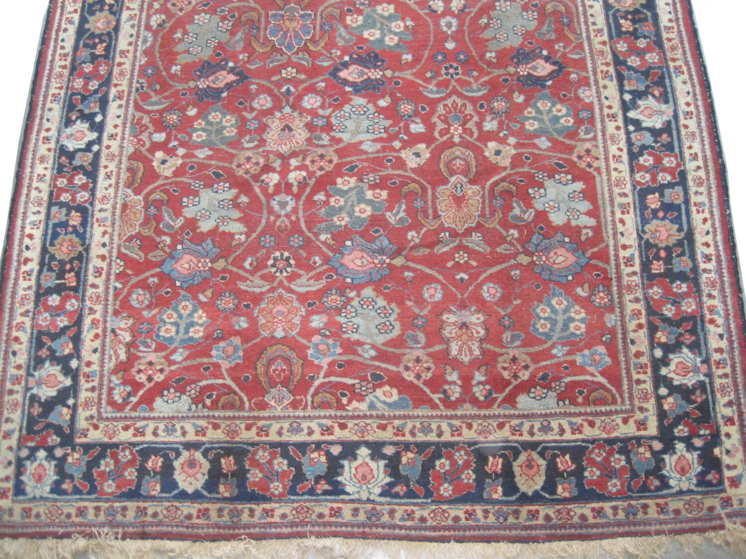 Tabriz Persian - Image 3