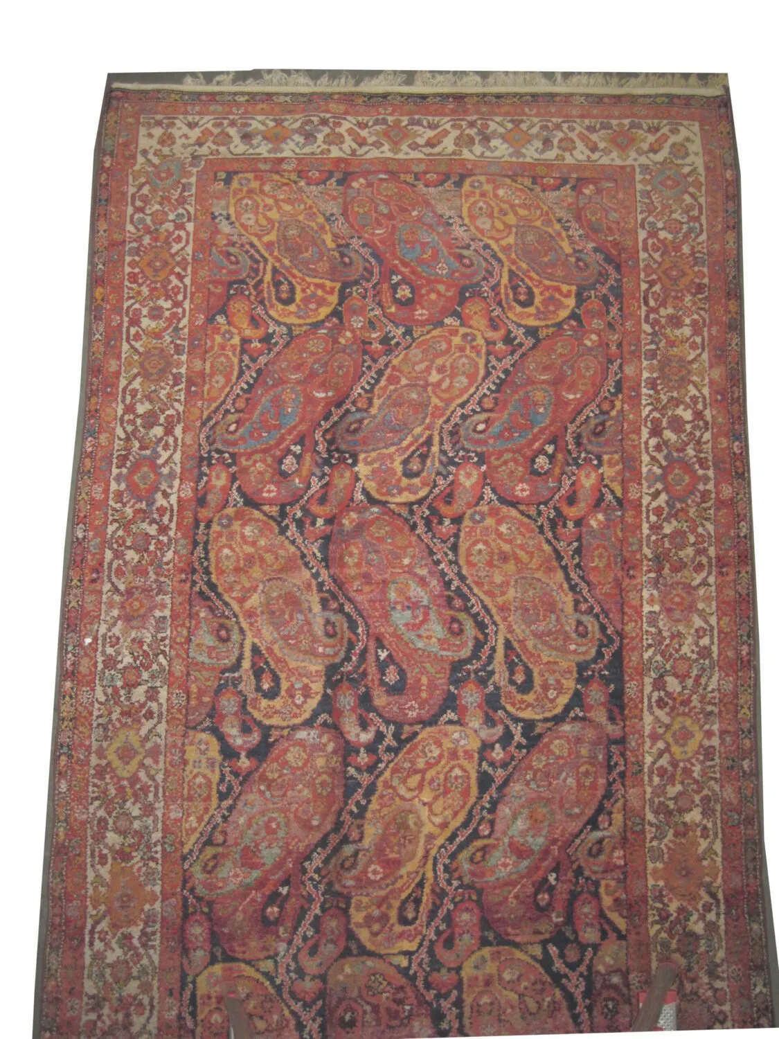 Malaier Persian - Image 2
