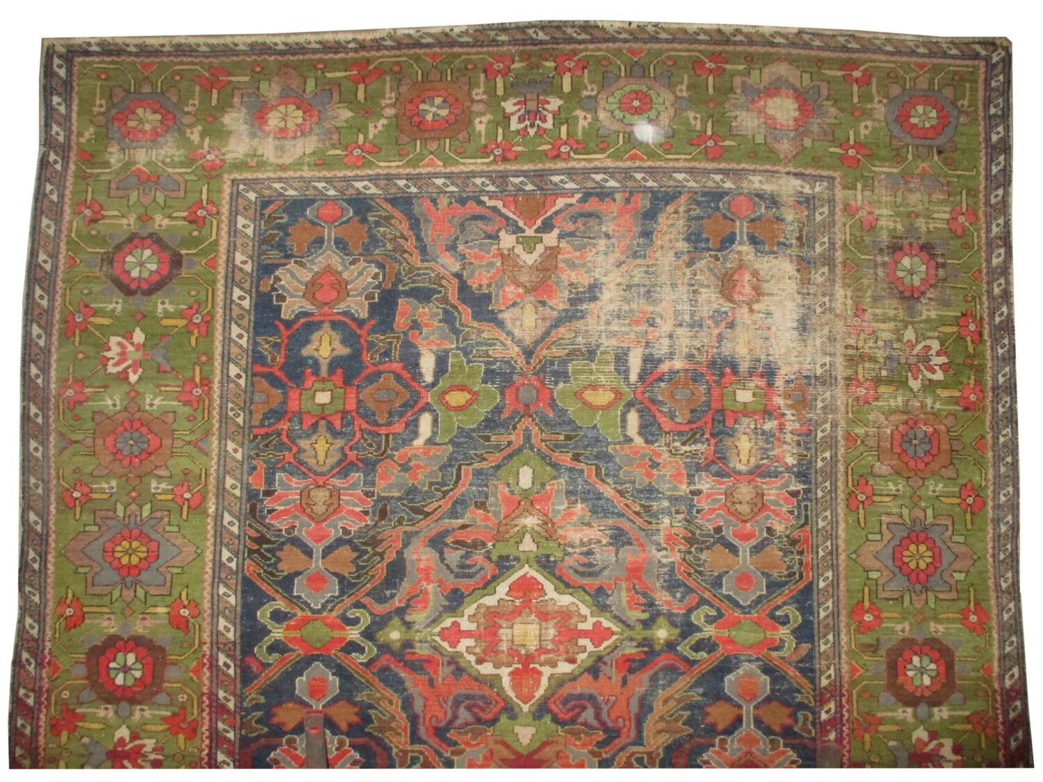 Malaier Persian - Image 2