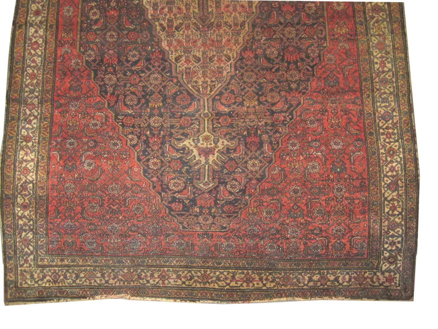 Malaier Persian - Image 4