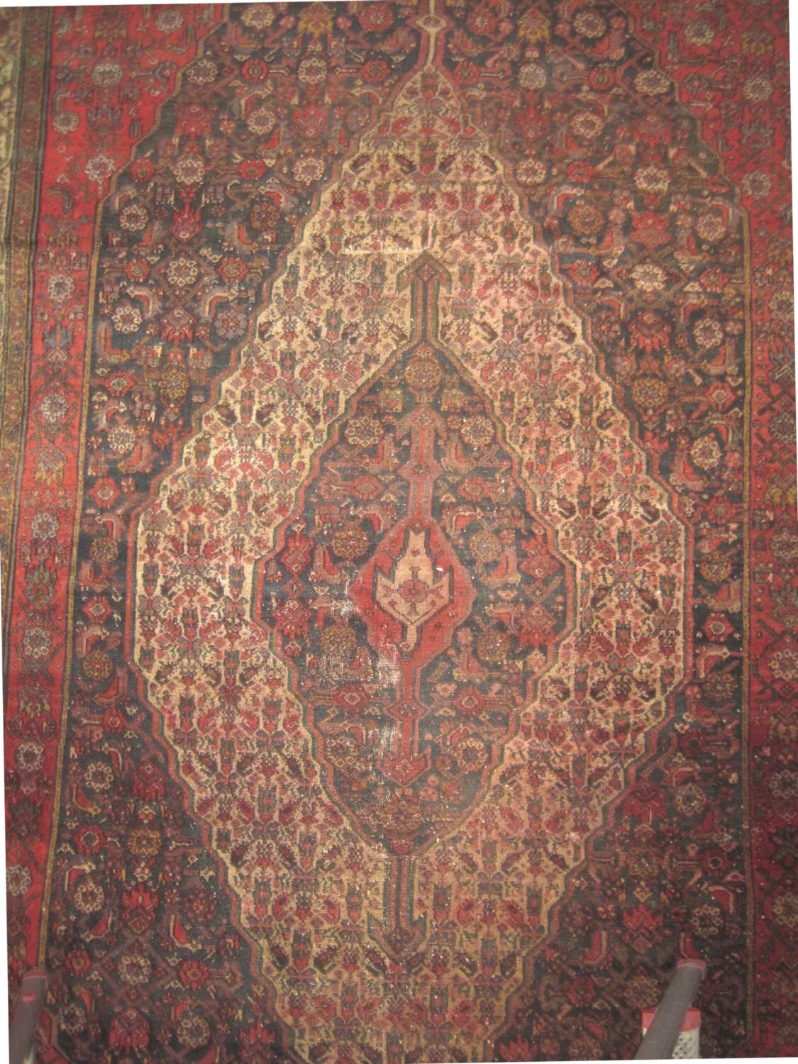 Malaier Persian - Image 3