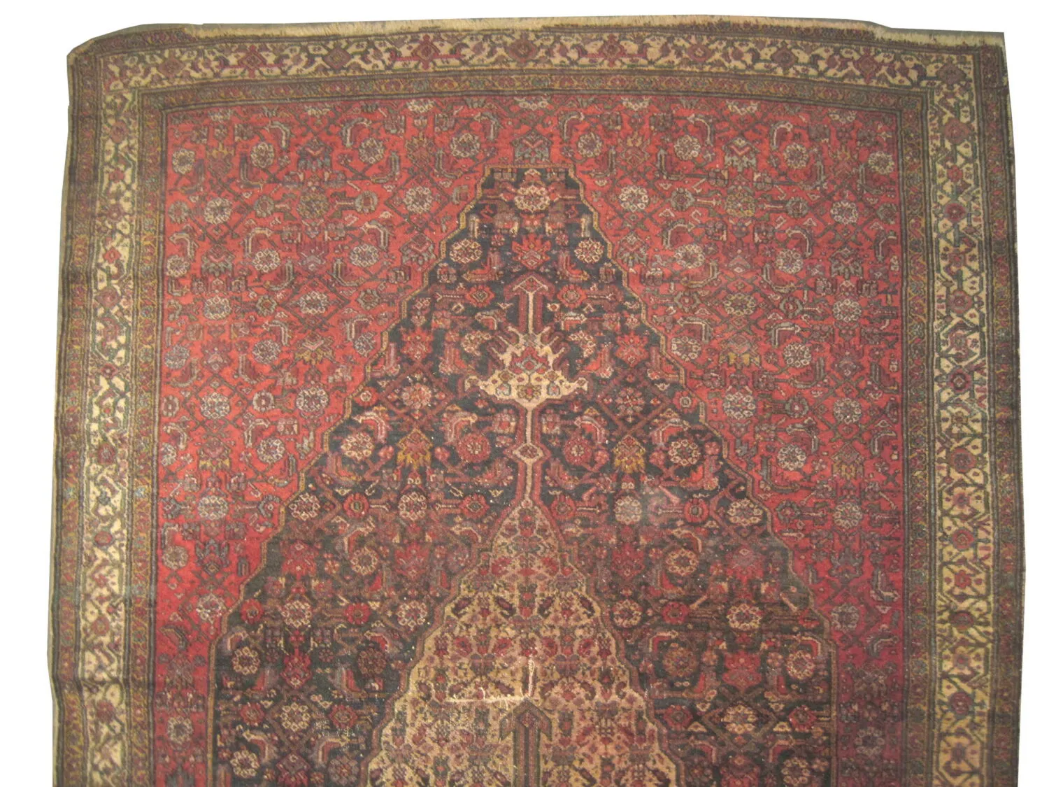 Malaier Persian - Image 2