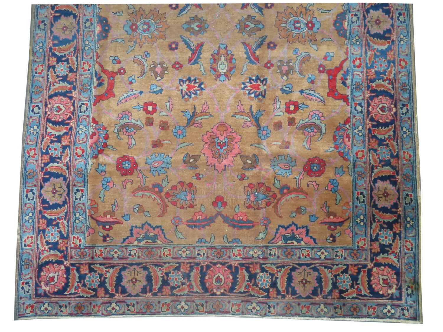 Tabriz Persian - Image 3
