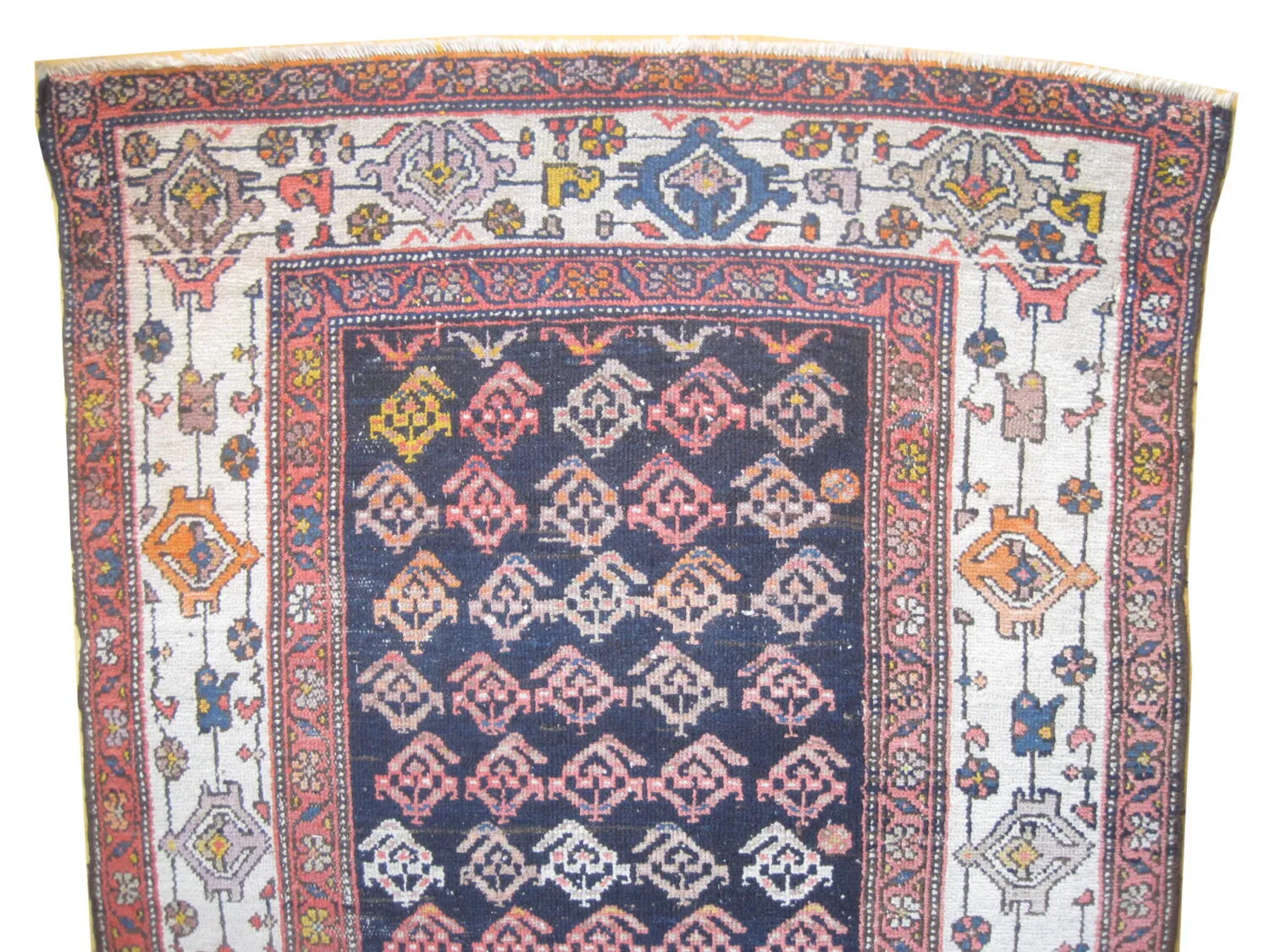 Malaier Persian - Image 3