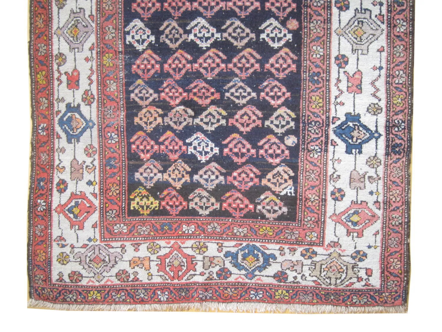 Malaier Persian - Image 2