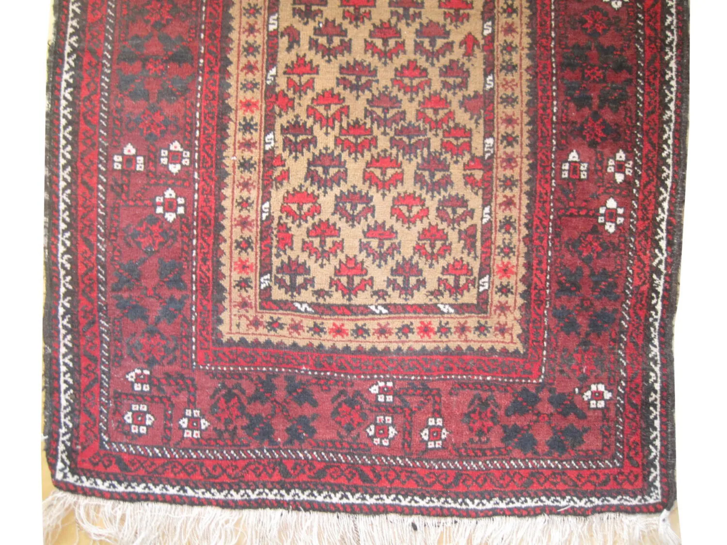 Belutsch Persian - Image 3