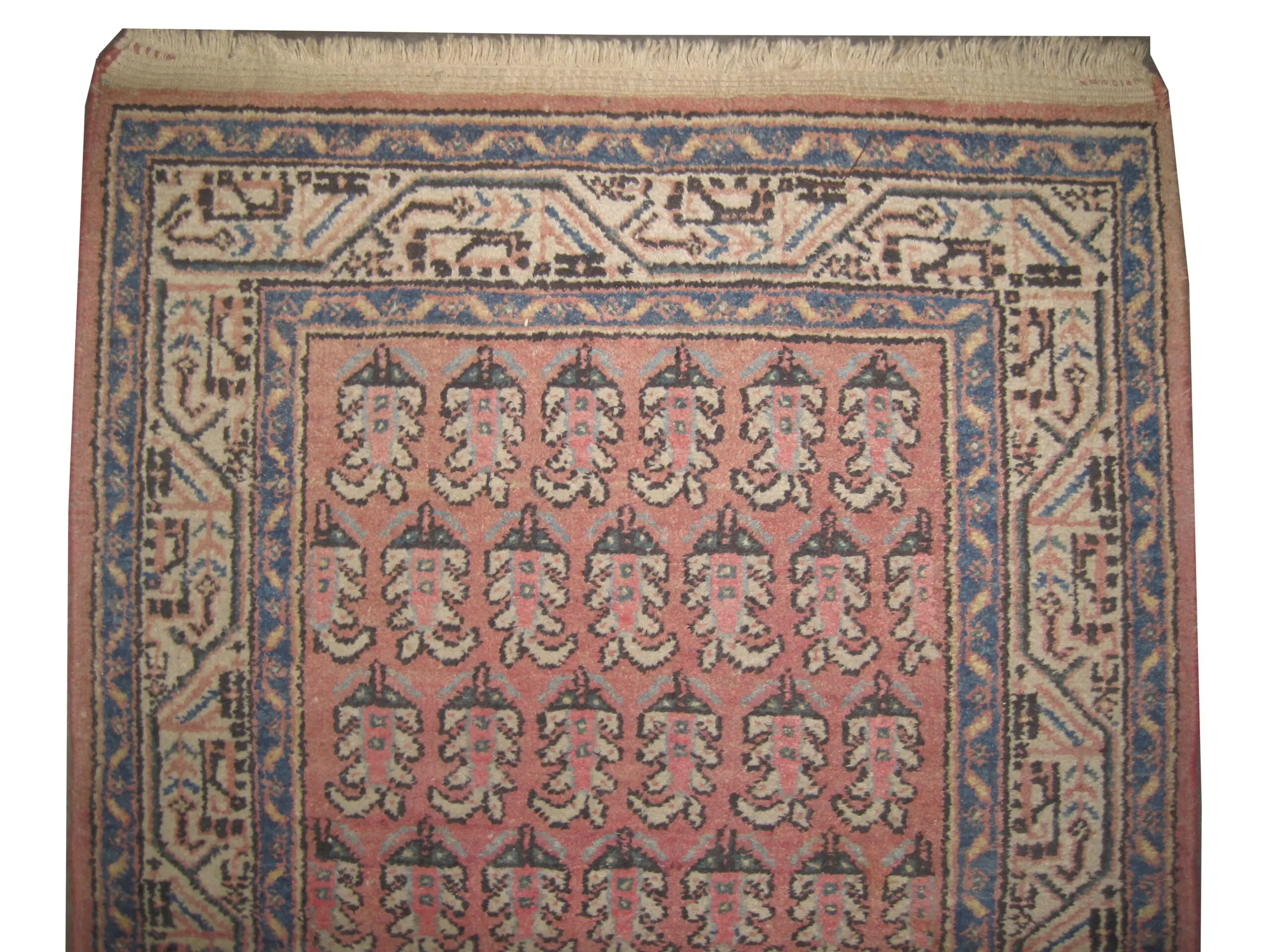 Meshed Persian - Image 2