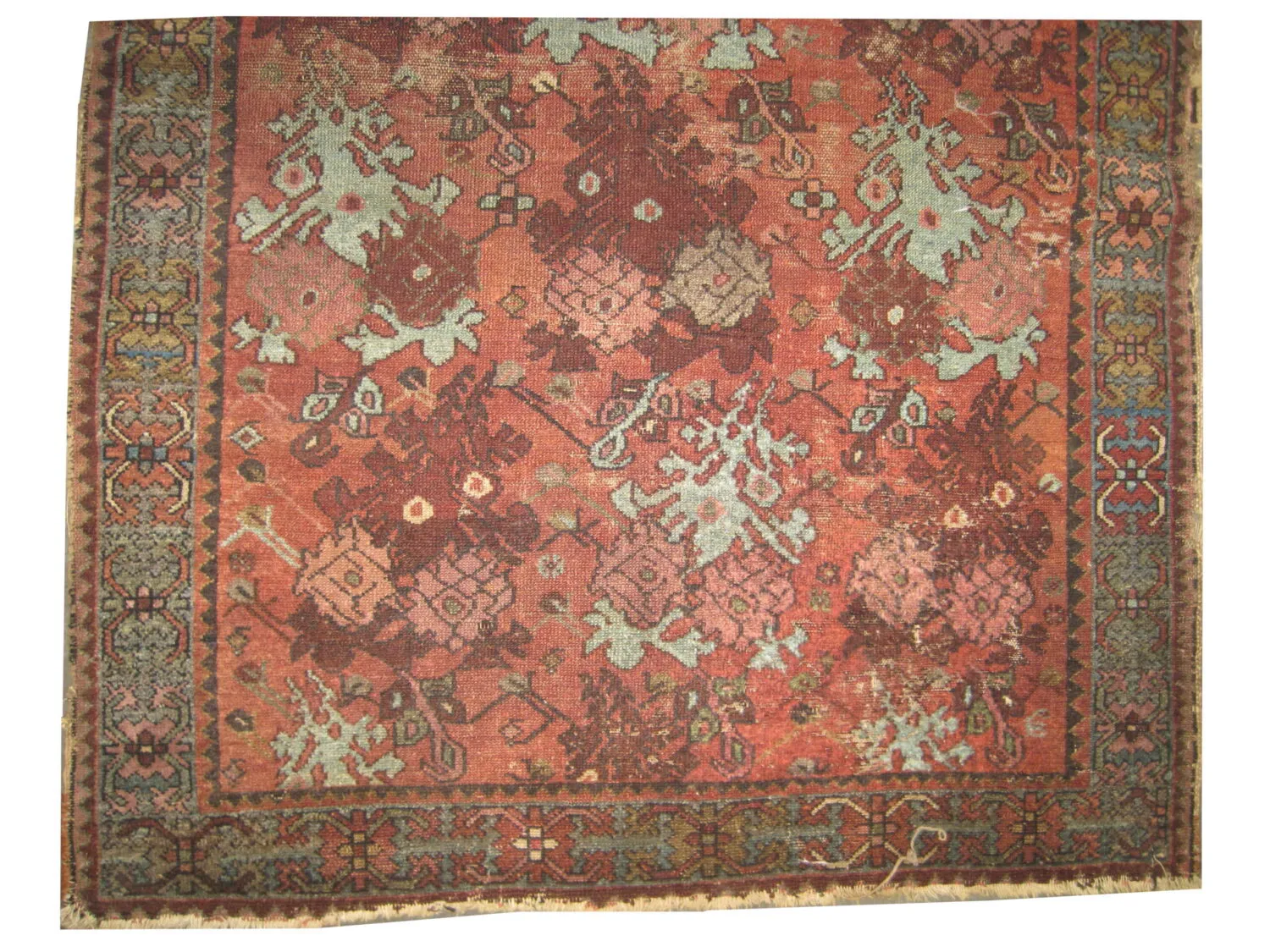 Lilihan Persian - Image 2