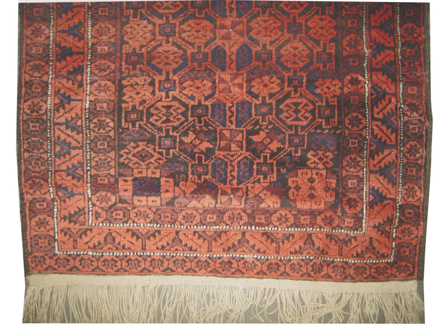 Belutsch Persian - Image 3