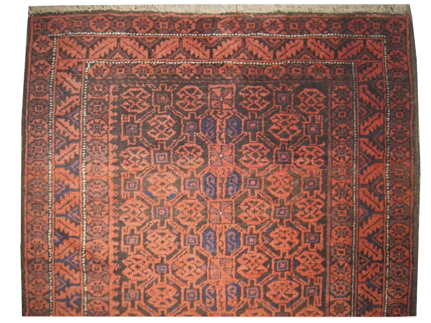 Belutsch Persian - Image 2