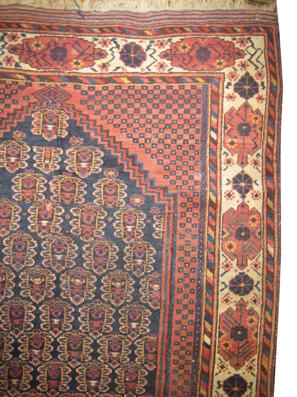 Afshar Persian - Image 4